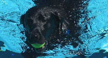 Special Events Doggie Swim Day